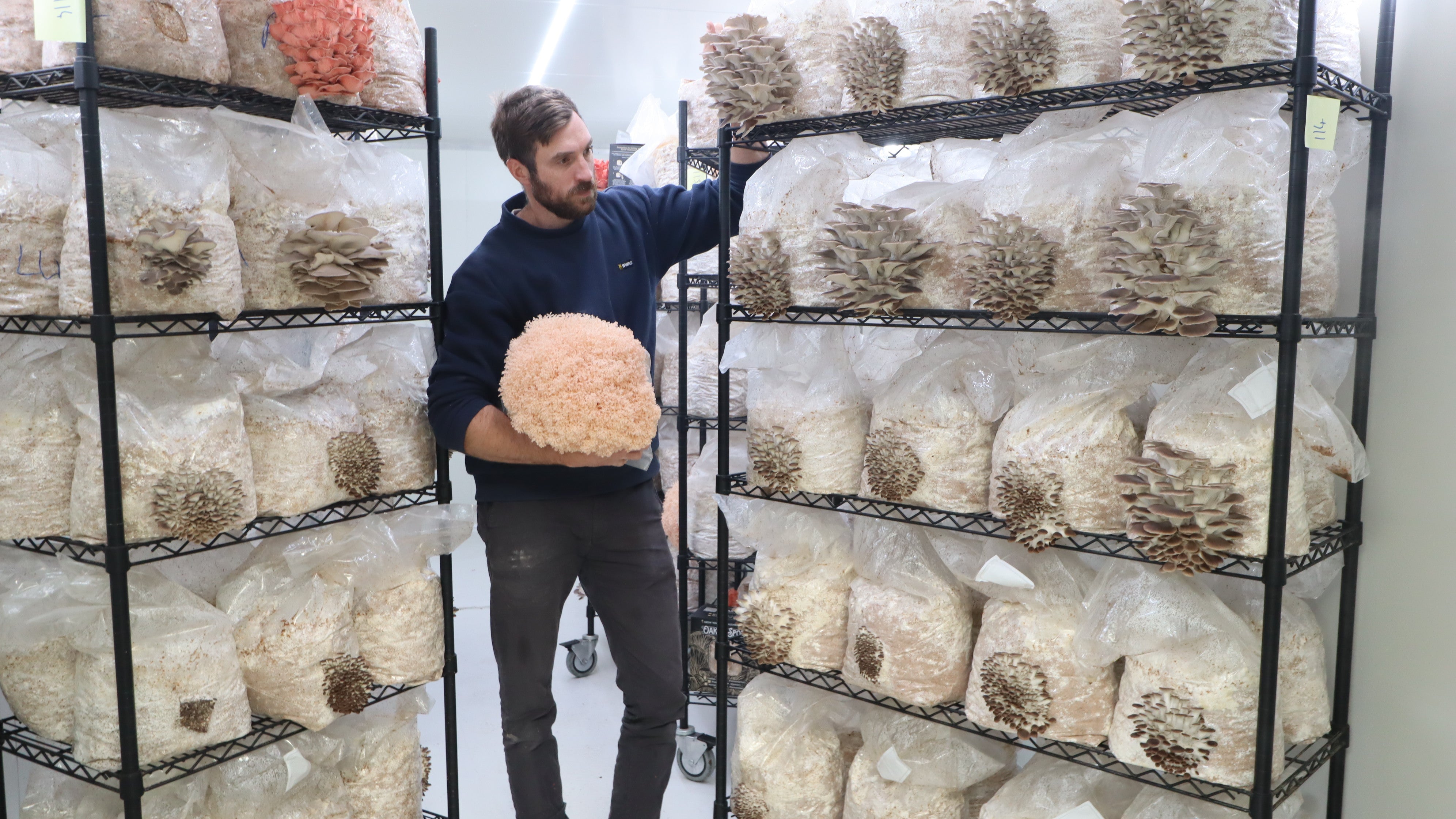 Autoclave Mushroom  : The Ultimate Guide to Sterilizing Mushroom Substrate