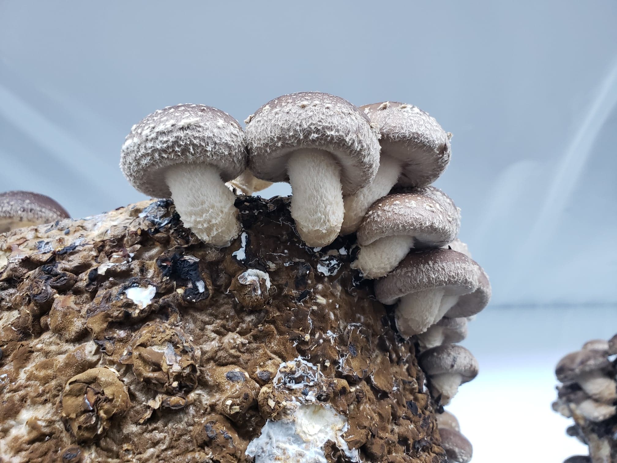 Shiitake Mushroom Growing Kit FREE SHIPPING 
