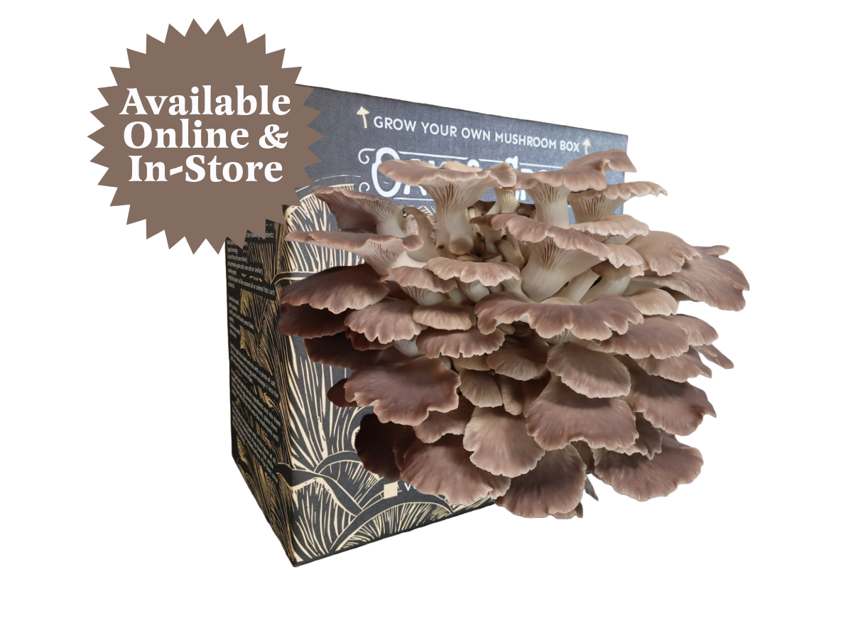 Italian Oyster Mushroom Grow Kit