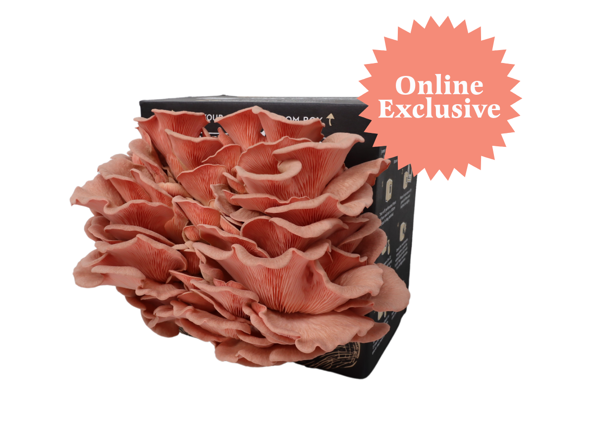 Pink Oyster Mushroom Kit